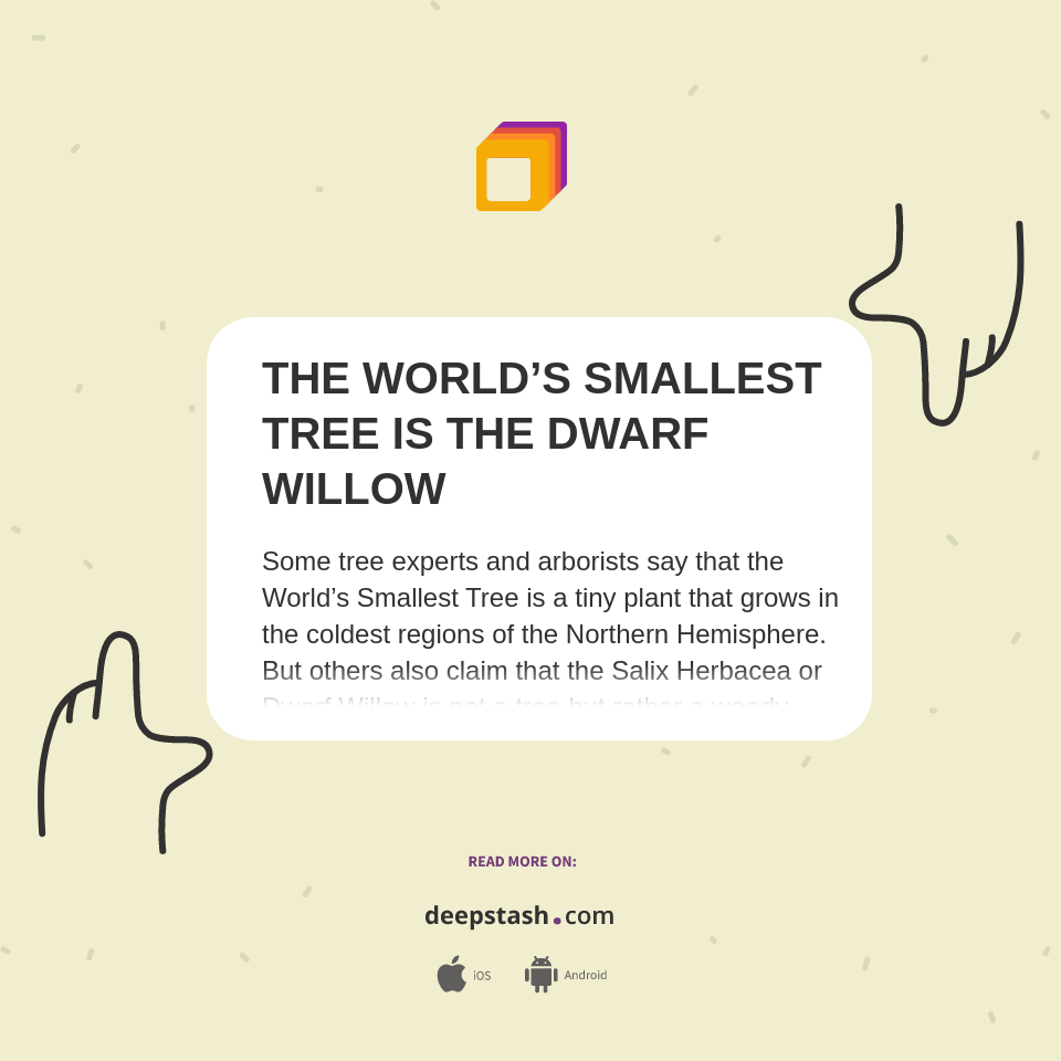 THE WORLD’S SMALLEST TREE IS THE DWARF WILLOW - Deepstash