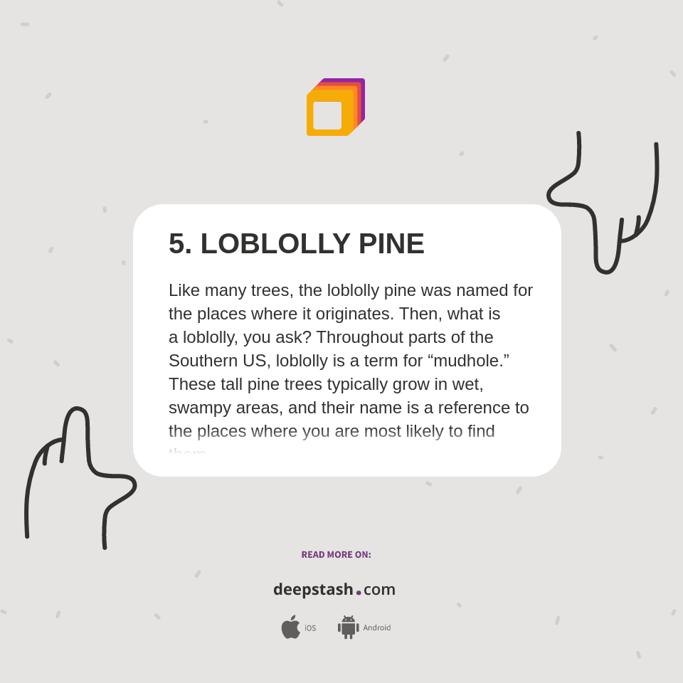 5. LOBLOLLY PINE Deepstash